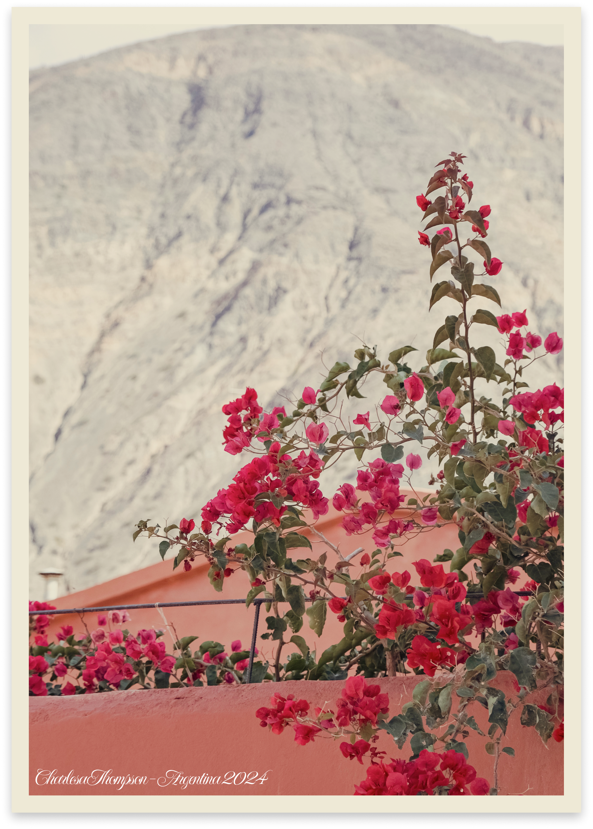 Pink Floral Flowers