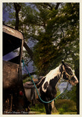 Horse — Paint Horse at Dusk