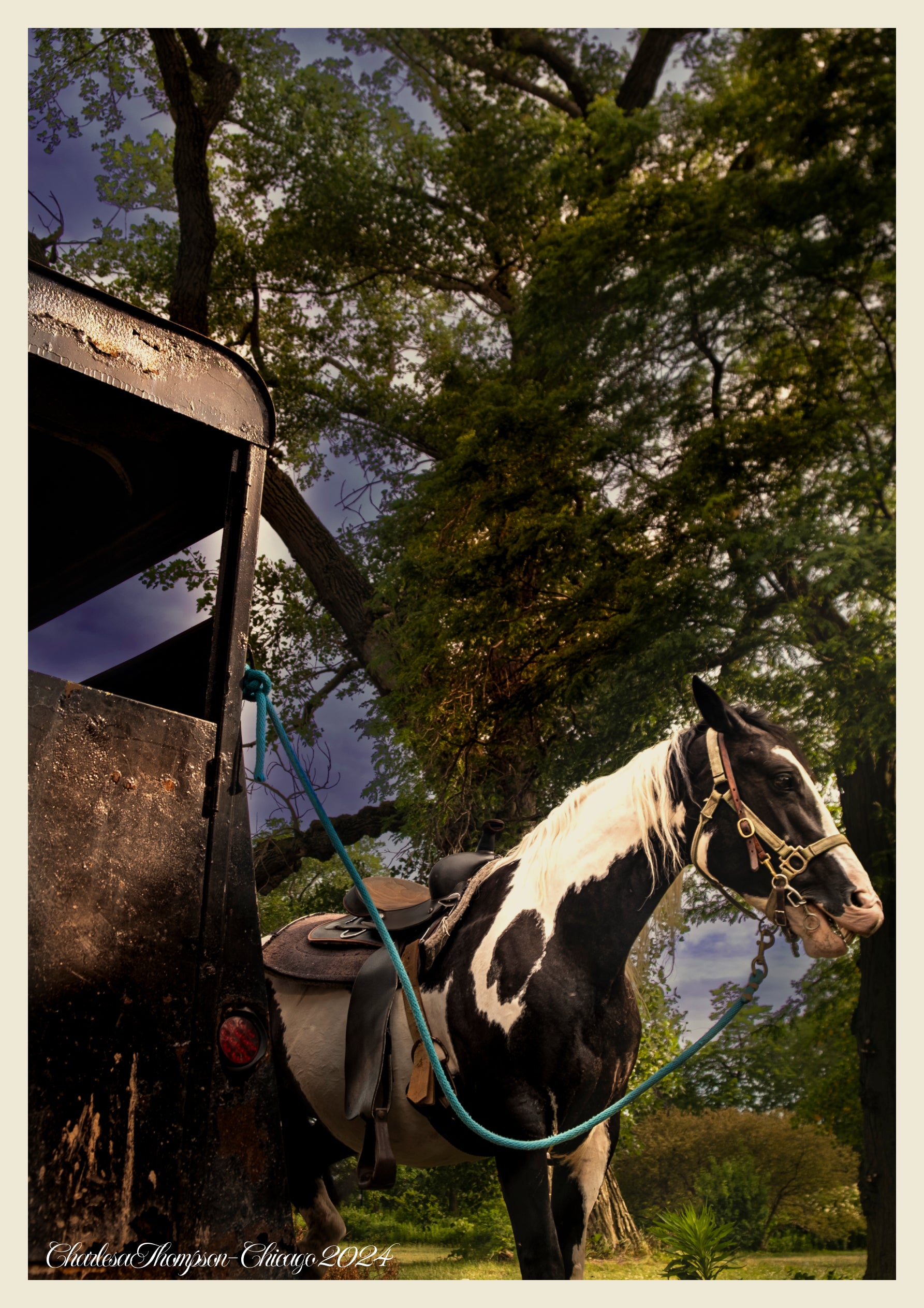 Horse — Paint Horse at Dusk