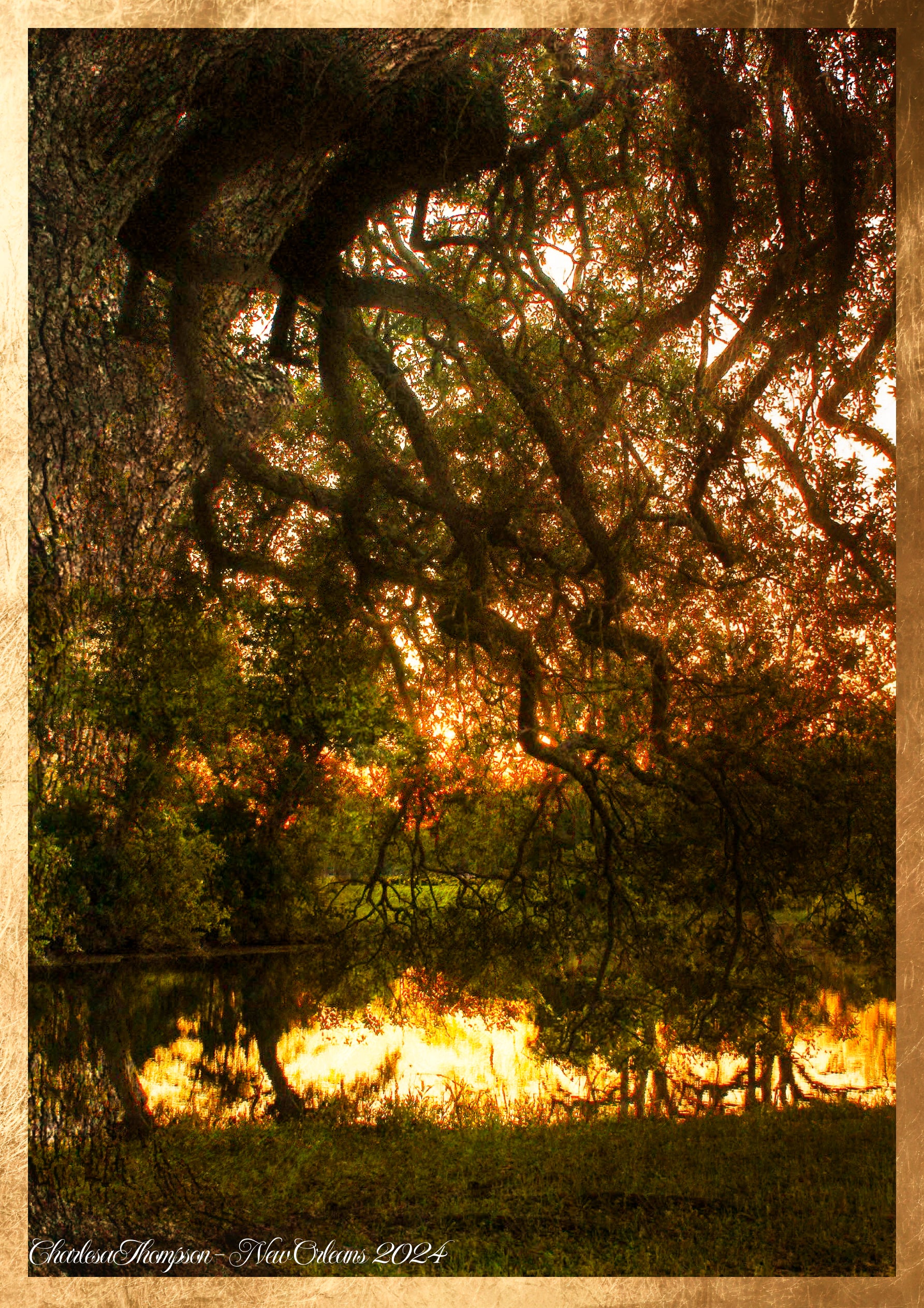 New Orleans — New Orleans Live Oak